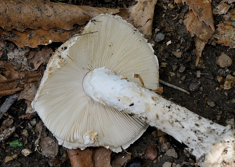 Amanita sp.